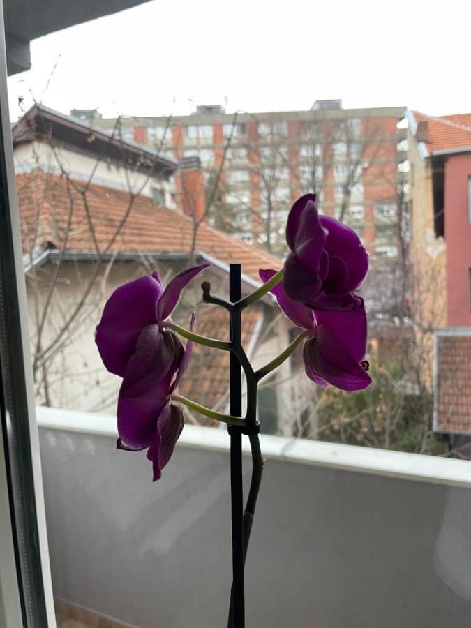Apartman Afrodita Lux 1 Nisz Zewnętrze zdjęcie